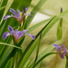 Southern blue flag irises by rminer