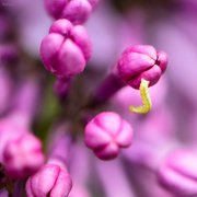 27th May 2021 - Lilacs