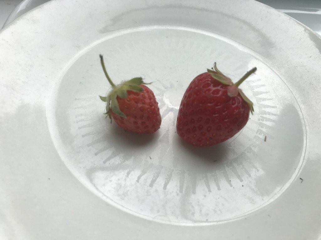 Strawberry Season by daffodill