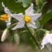 My 25th wildflower find of spring... by marlboromaam