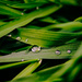 Pearl Raindrops by manek43509