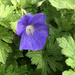 Blue Geranium by daffodill