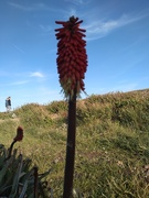 27th May 2021 - Red Hot Poker