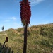 Red Hot Poker by moirab