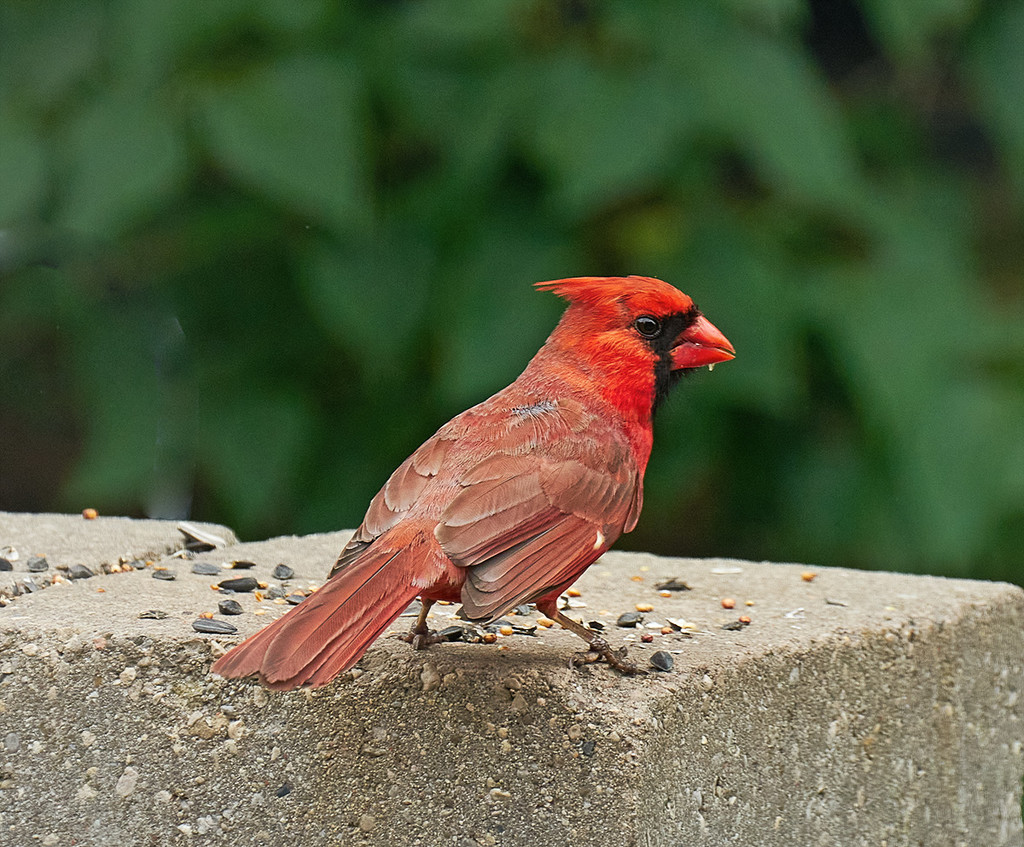Wall Snacking Cardinal by gardencat