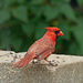 Wall Snacking Cardinal by gardencat