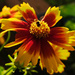 Guess We Both Like the Coreopsis by milaniet