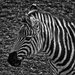 0527 - Zebra by bob65