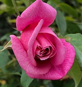 27th May 2021 - A very splendid rose