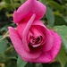 A very splendid rose by congaree