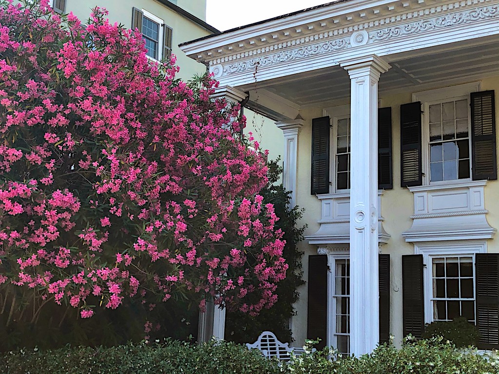 Old Charleston house and huge oleander bush/tree!   by congaree