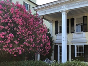 27th May 2021 - Old Charleston house and huge oleander bush/tree!  