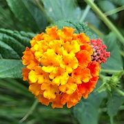 27th May 2021 - Sunny lantana attracts butterflies!