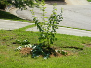 27th May 2021 - New Plant in Front Yard