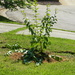 New Plant in Front Yard by sfeldphotos