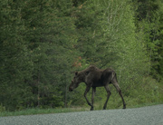 28th May 2021 - Canadian Moose 