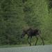 Canadian Moose  by radiogirl