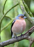 27th May 2021 - Friendly little Chaffinch