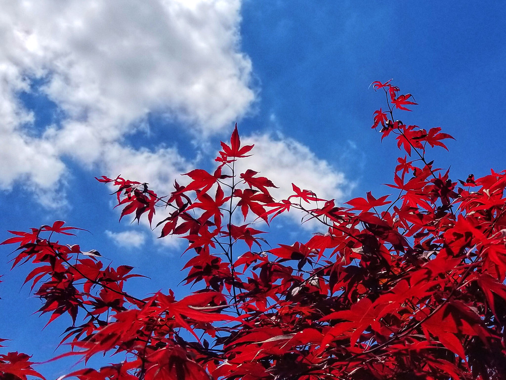 Red leaves and blue sky by ljmanning