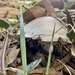 Mushroom almost hidden by sugarmuser