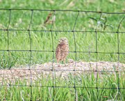 21st May 2021 - burrowing owl