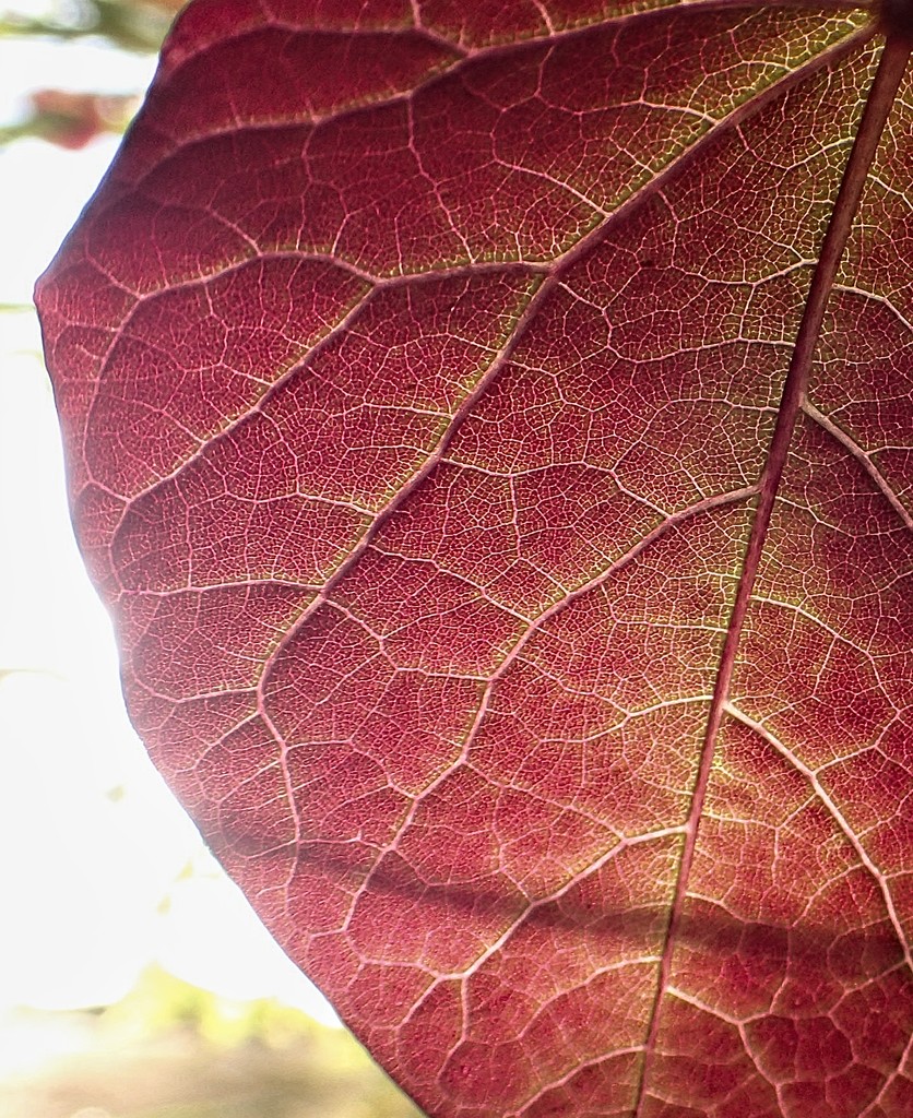 Backlit Leaf by mitchell304