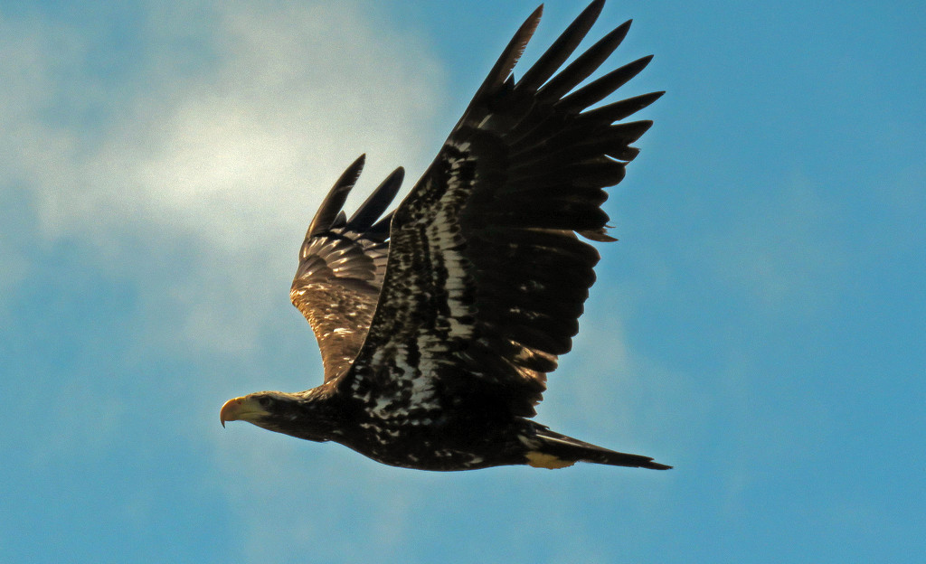 Juvenile Bald Eagle by kathyo