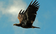 25th May 2021 - Juvenile Bald Eagle
