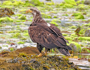 26th May 2021 - Juvenile Bald Eagle