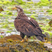Juvenile Bald Eagle by kathyo