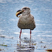 Juvenile Herring Gull by kathyo