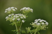 27th May 2021 - Queen Anne's Lace