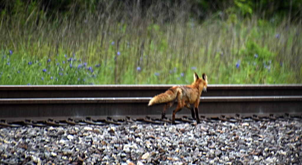 The Fox by the Tracks by genealogygenie