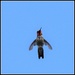 "Rocket Man" - Anna's Hummingbird by markandlinda