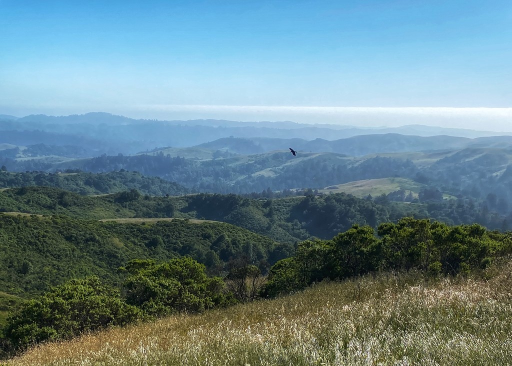 Windy Hill (San Mateo County) by jakb