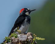 27th May 2021 - Acorn Woodpecker