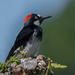 Acorn Woodpecker by nicoleweg