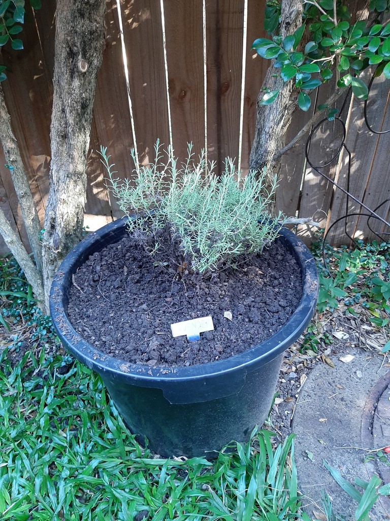 Repotted Lavender  by mozette