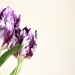 Co-op Tulips by jamibann