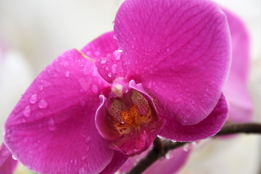 orchid 1 by edorreandresen