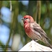 Red Headed House Finch by madamelucy