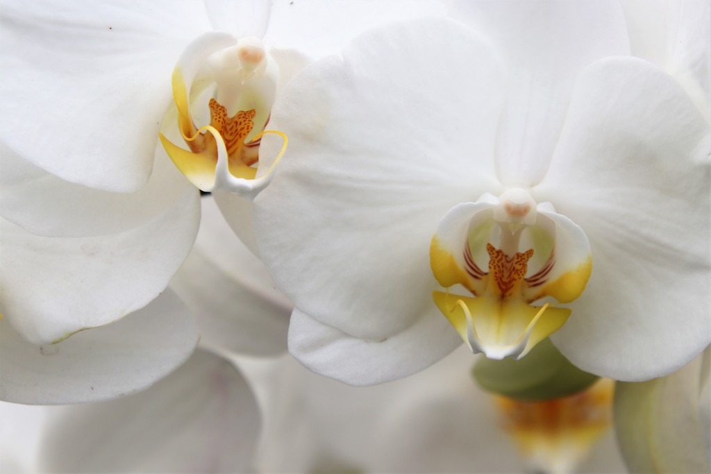 orchid 2 by edorreandresen