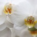 orchid 2 by edorreandresen