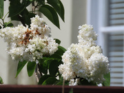 26th May 2021 - White Lilac