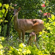 28th May 2021 - LHG-2858- Doe with young