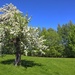 The white tree by okvalle