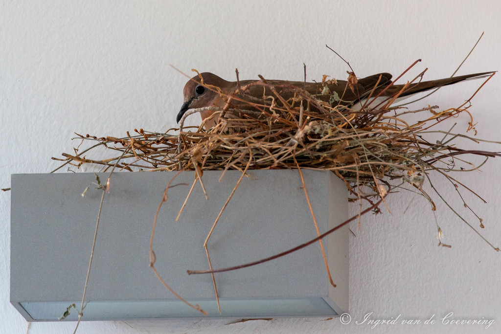 Nesting?! by ingrid01