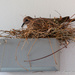 Nesting?! by ingrid01