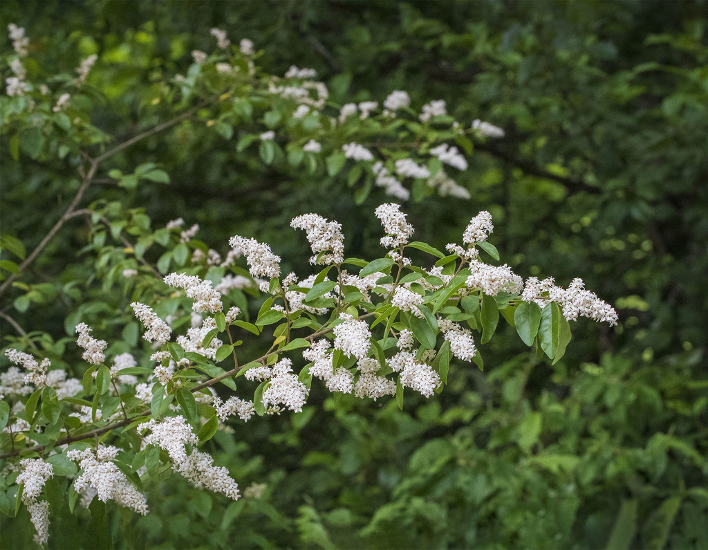 Fragrant Flowering Tree by kvphoto