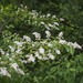 Fragrant Flowering Tree by kvphoto